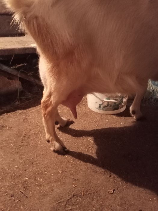 Продам молочного направления козлят