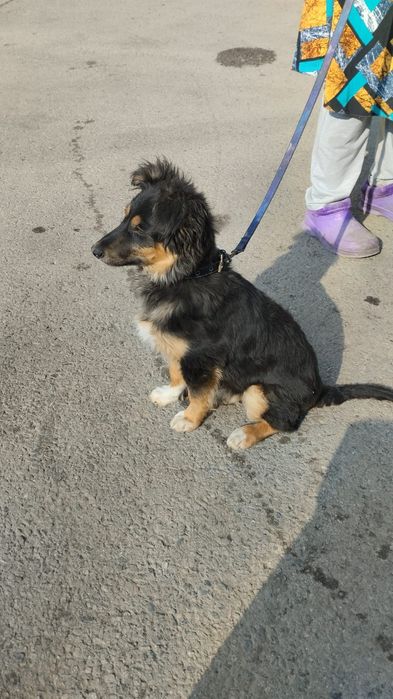 Щенок - подросток(девочка)