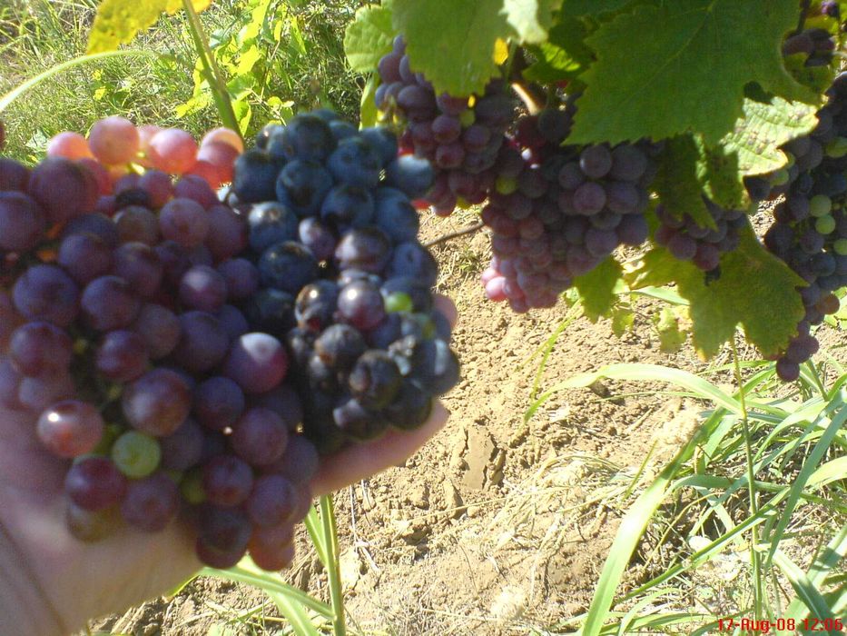 продавам грозде Памид