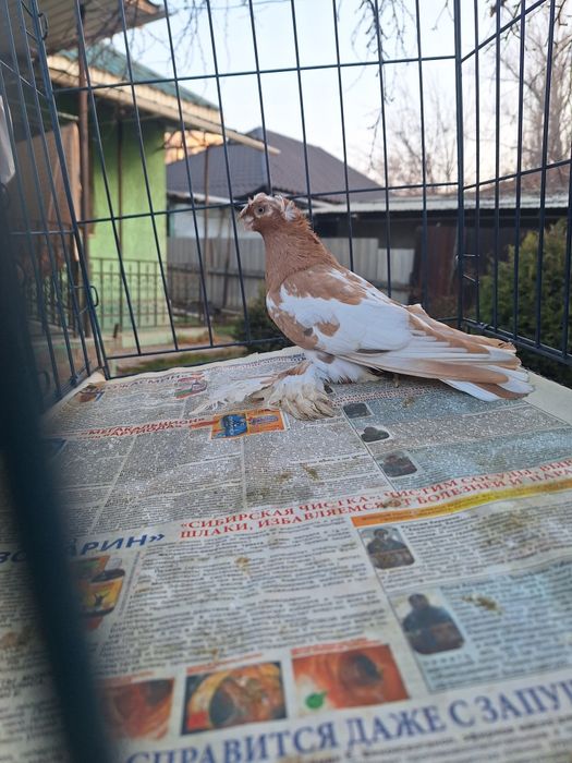 Продам молодого навата 2025