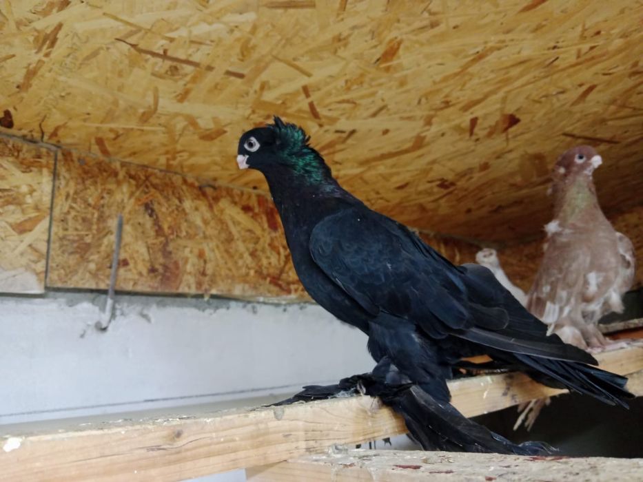 Продам   голубей