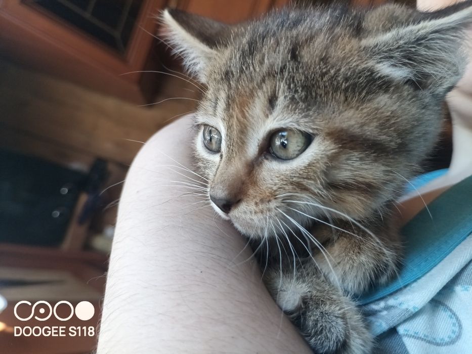 Отдадим бесплатно