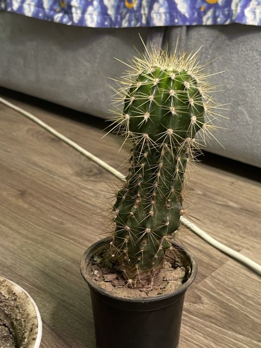 Кактус Эхинопсис