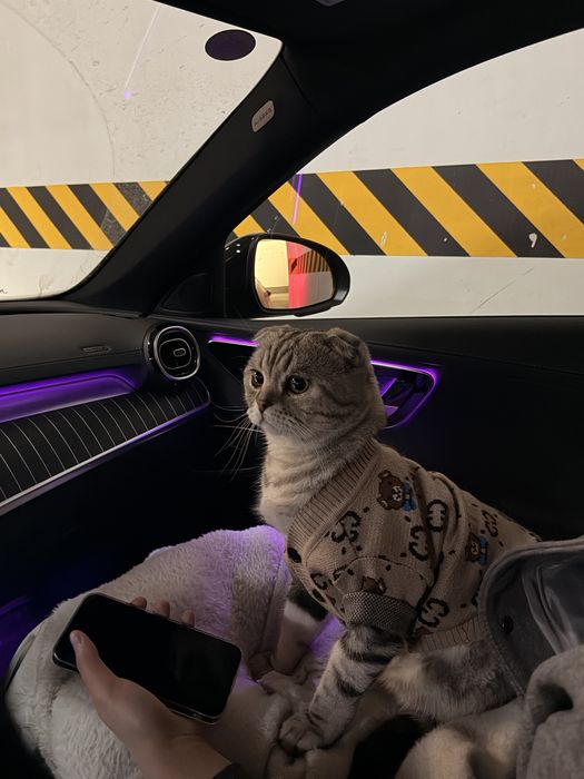 Шотландец вислоухий Кот