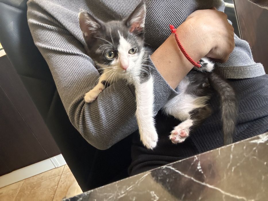 Pisicuta 2 luni pentru adoptie