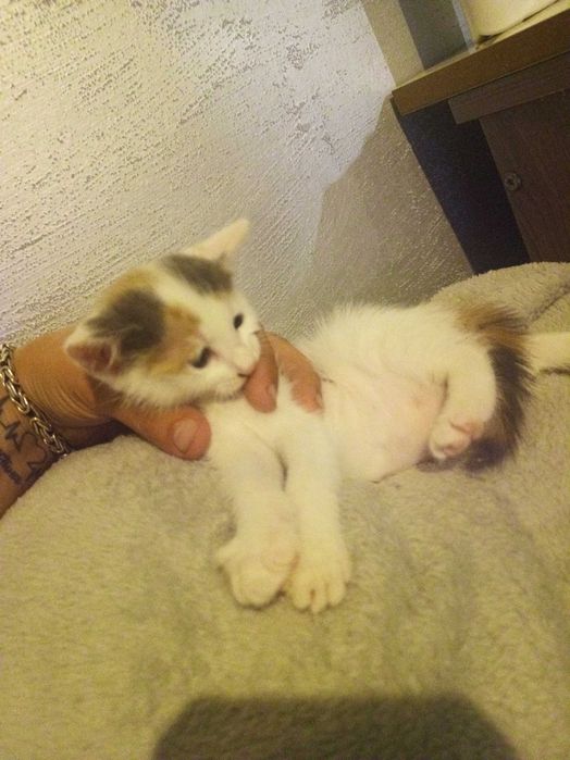 Подарявам две сладки котенца