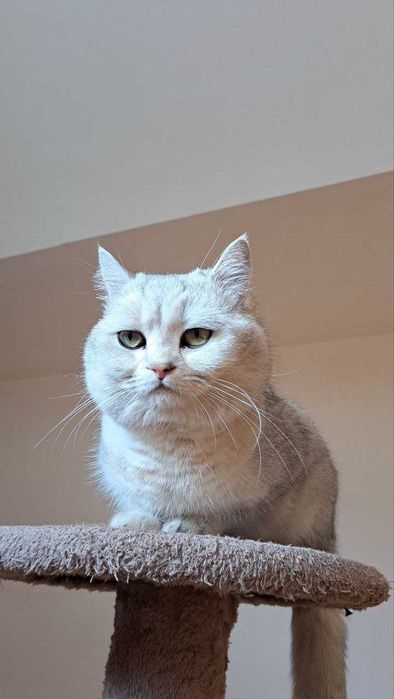 ВЯЗКА Британская шиншилла