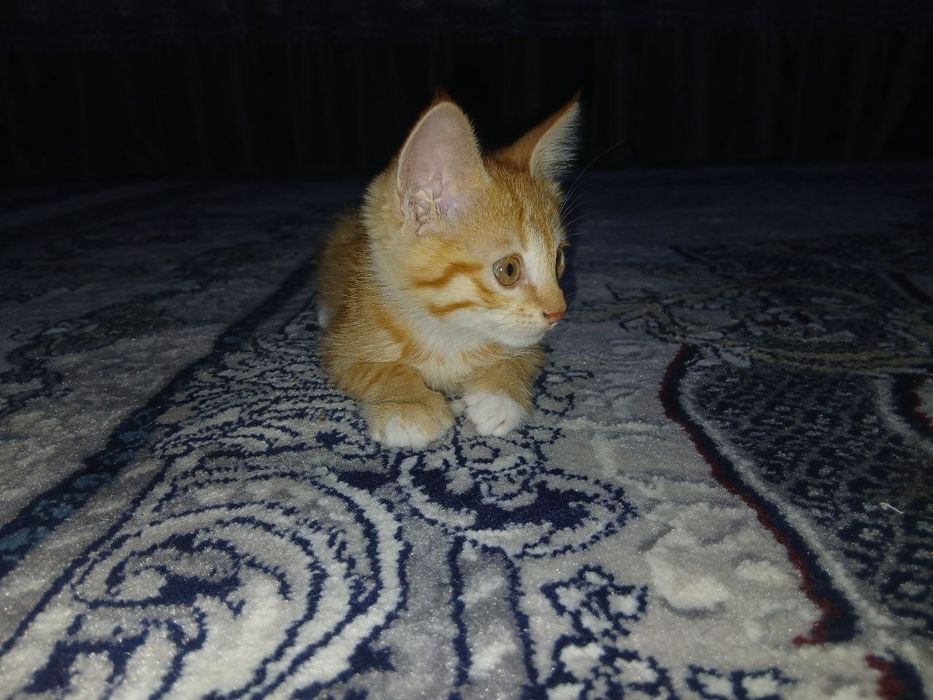 Hadiyaga beriladi