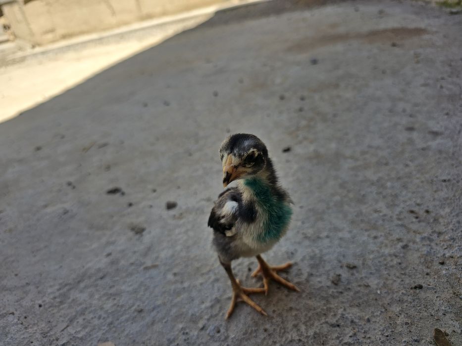 О шамо империя балапандары сатылады