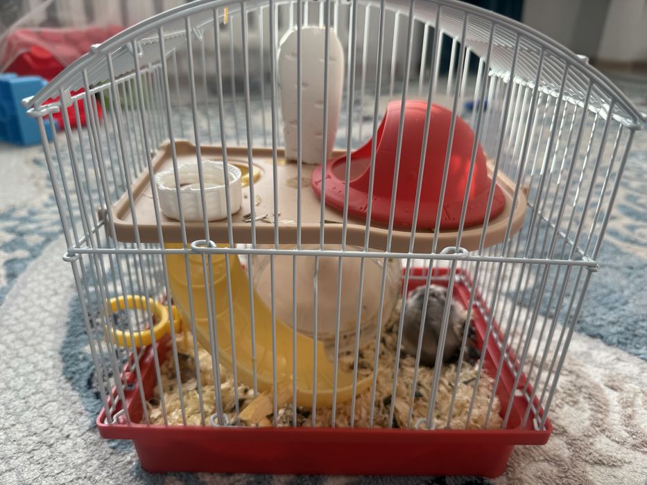 Продам хомячок джунгарский