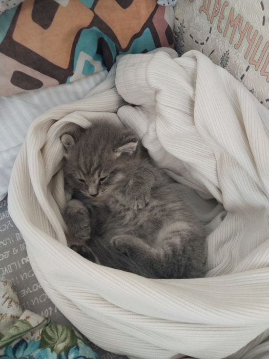 Отдам котёнка бесплатно