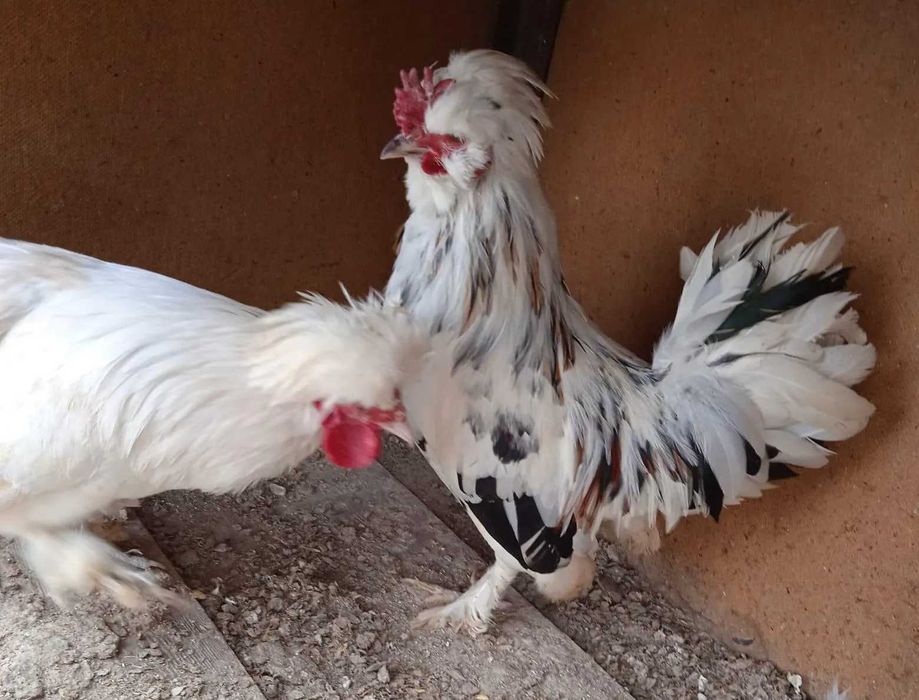 Карликовые бентамки парами.