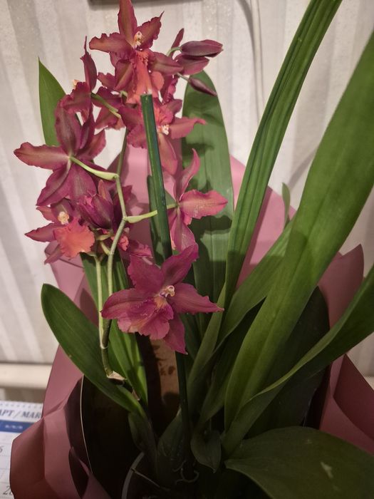 Продам Детка Орхидея