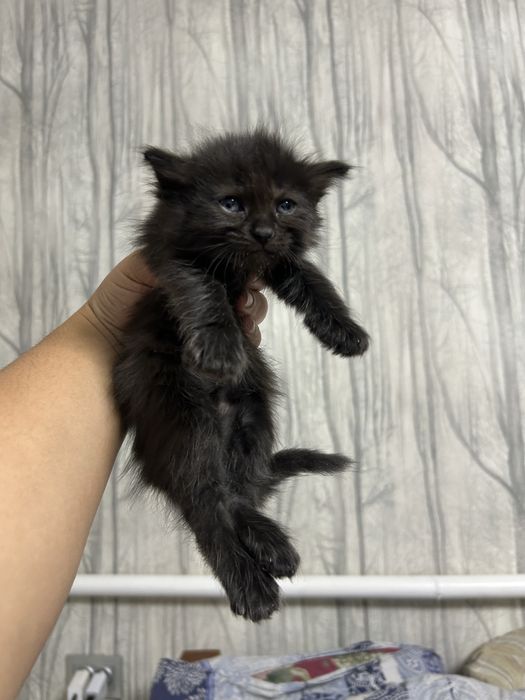 котята ищут своих хозяев