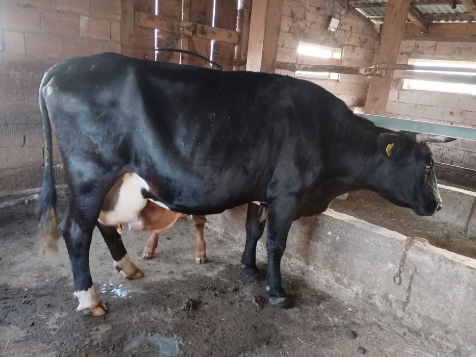 Vand vaca cu vițelușă