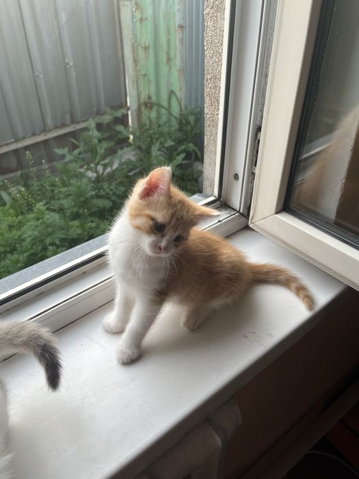 Отдам котят в добрые руки