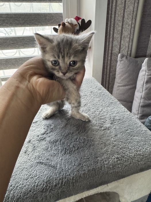 Отдам котят в добрые руки.