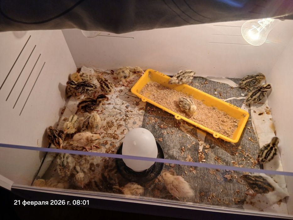 Перепелята.           .