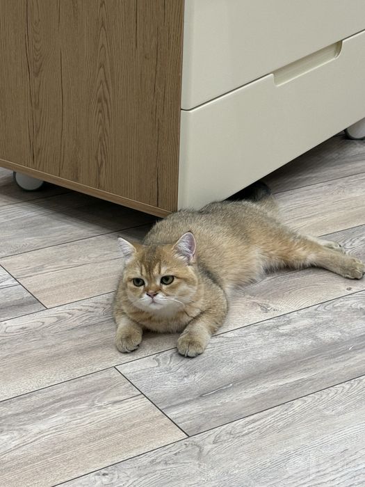 Связка с котом. Золотая шиншилла