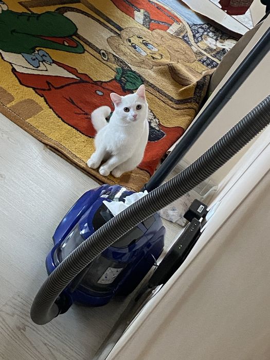 Отдаем кота в добрые руки.