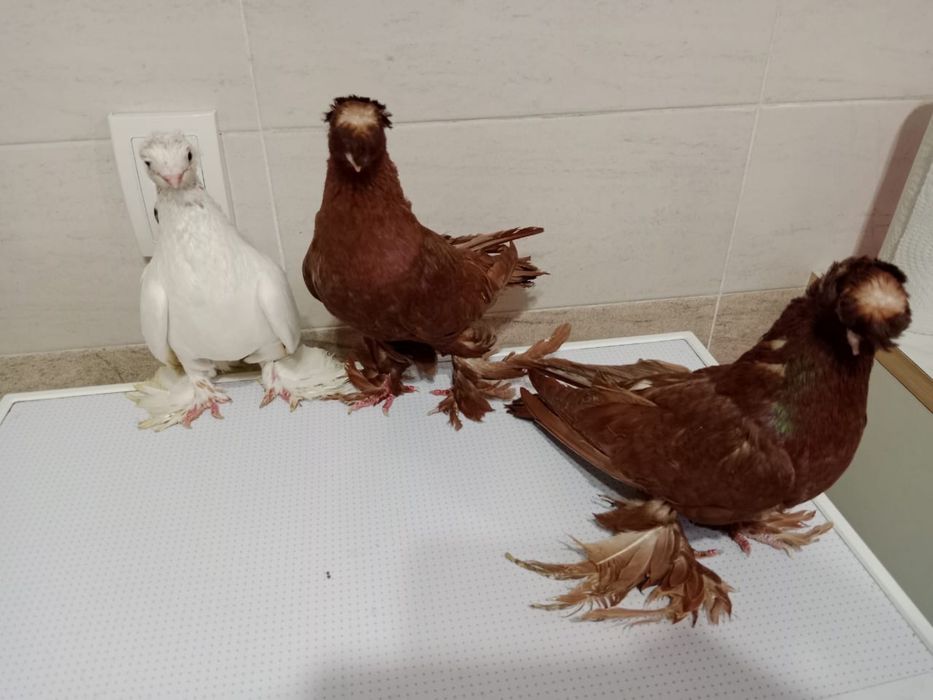 Продам   голубей