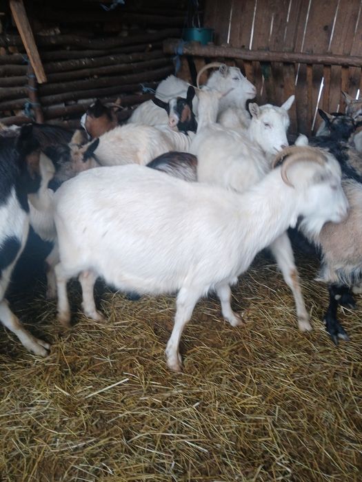 Vând capre gestante