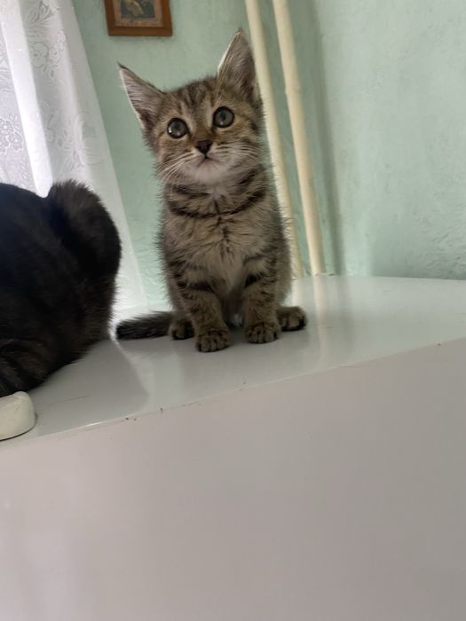 Отдадим котенка в добрые руки