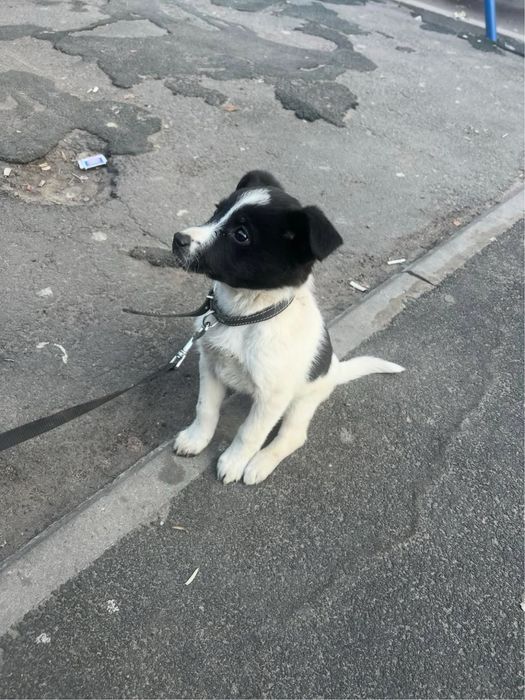 Найден щенок найдена собака