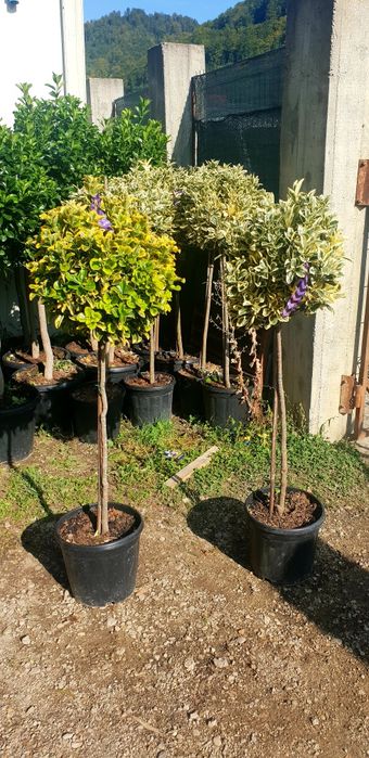 Cryptomeria japonica calitate extra