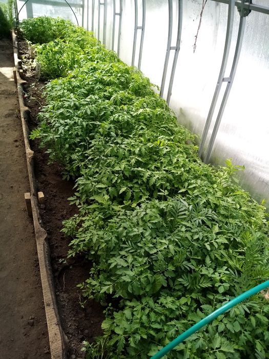 Продам рассаду помидор дёшево