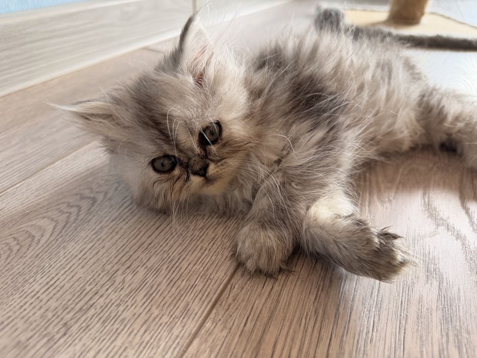 Персийки котенца