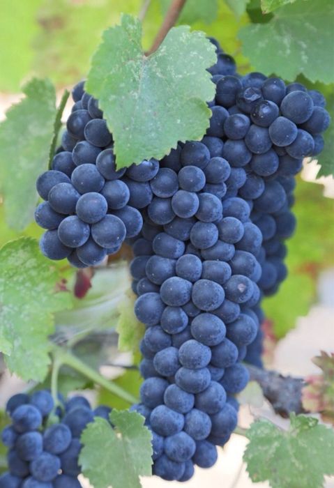 Struguri de vin din Domenile Panciu