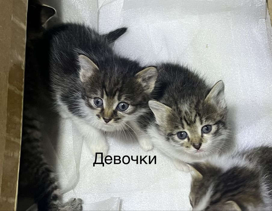 Котята бесплатно