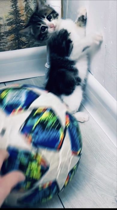 Отдам даром котенка