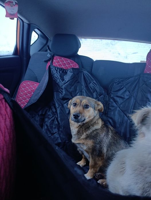 Мелкая собачка в добрые руки