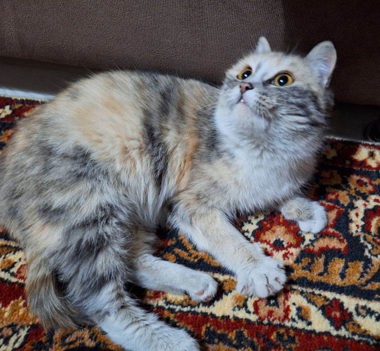 Отдам кошку в добрые руки