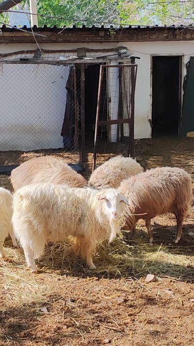 Продаются бараны крупные есть тахтшки есть кошкар большой приезжайте