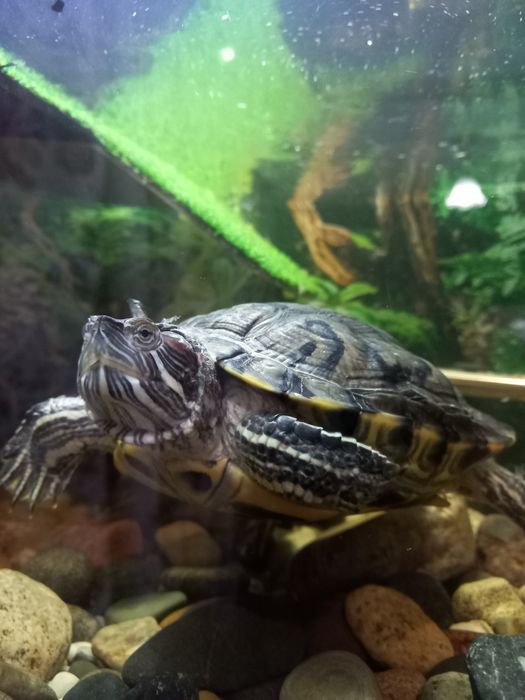 Красноухая черепаха