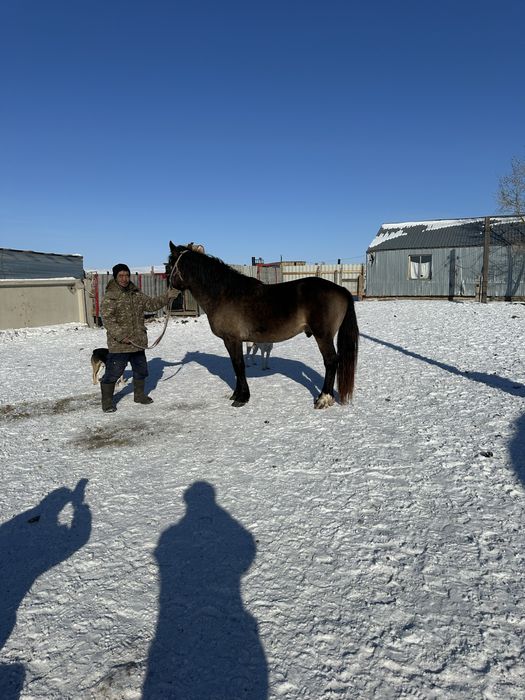 Продам жеребца тяжеловоз