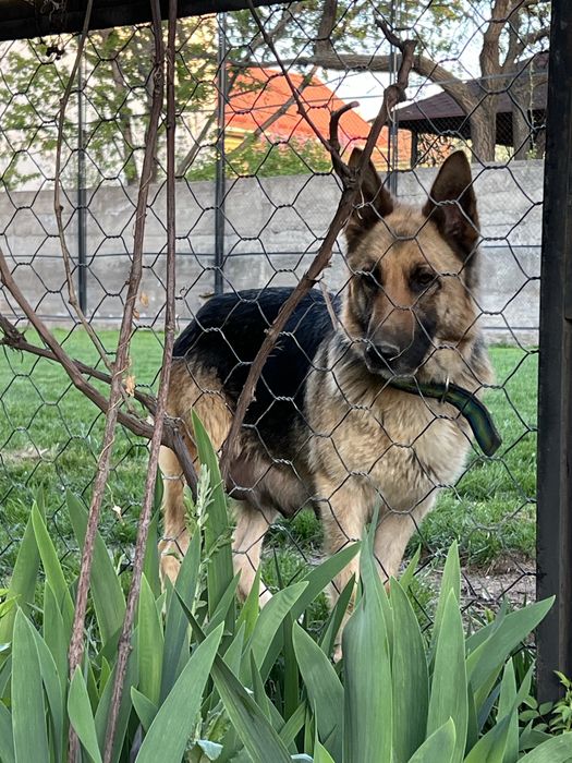 Овчарка ВЕО девочка