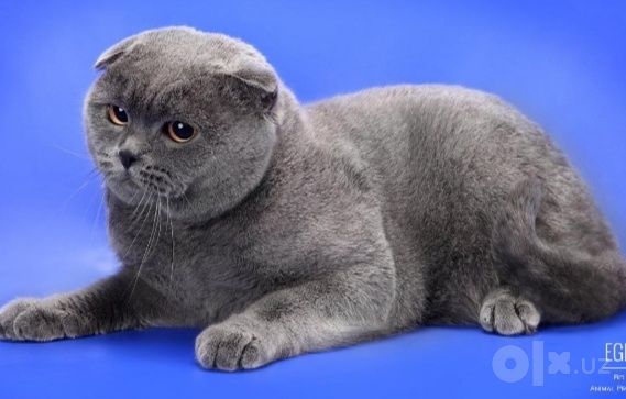 Кошка скоттиш фольд