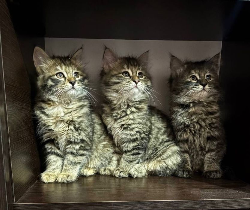 Yoqimli mushukchalar sotiladi – 100 000 so‘m