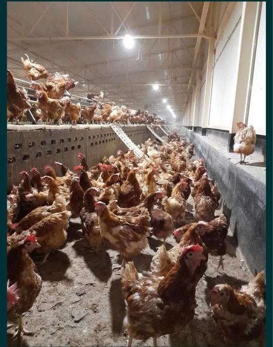 Vand gaini rosi de ouătoare