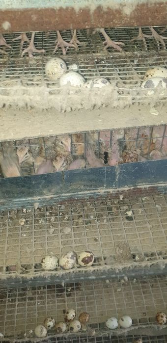 Перепела инкубаци,