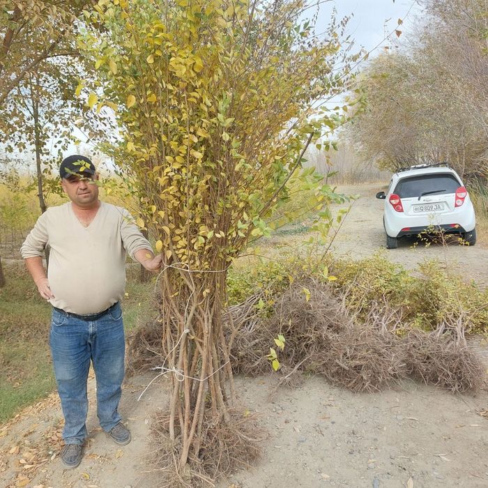 Qayragʻoch Koʻchatlari (gujum) sotiladi