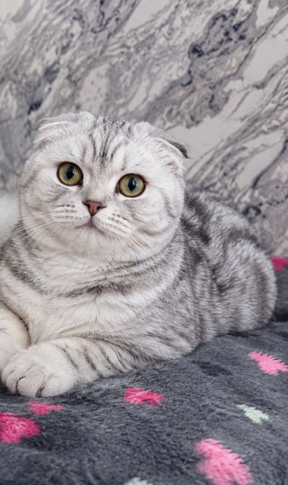 Продаются котята серебристая шиншила и турецкая ангора