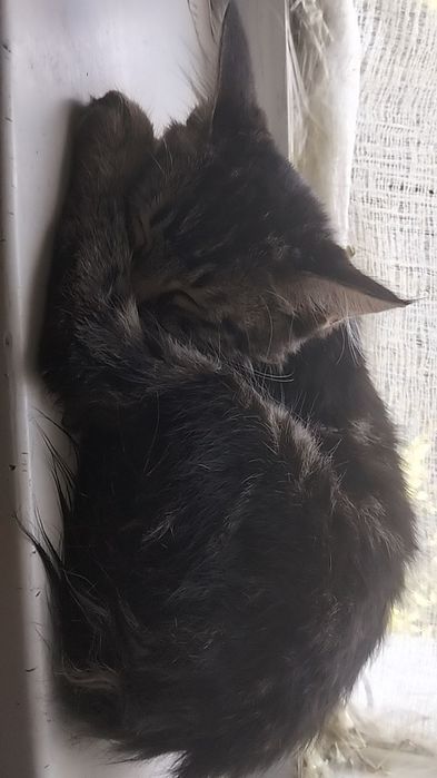 Отдам котенка в хорошие добрые руки.