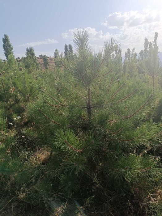 Qarag'ay archa ulgurji narxda