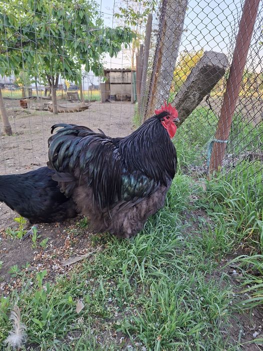 Vând găini Orpington Negru