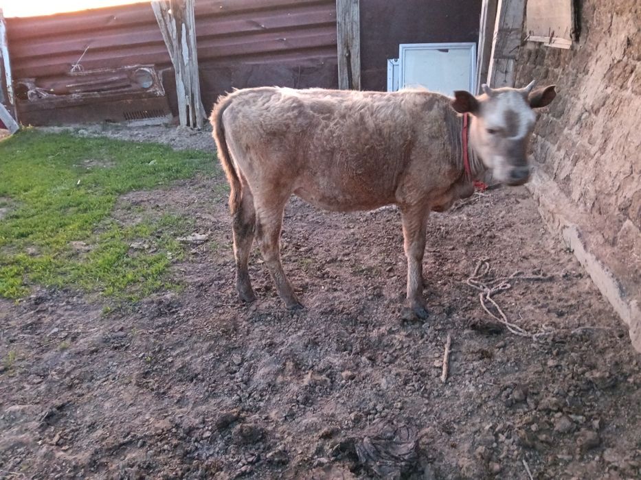 Семинтал қашарлар сатылады